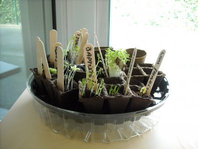Jeunes pousses et mini potagers