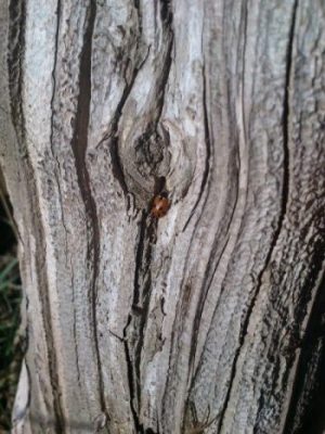 Défi n°6 : un abri pour dame coccinelle
