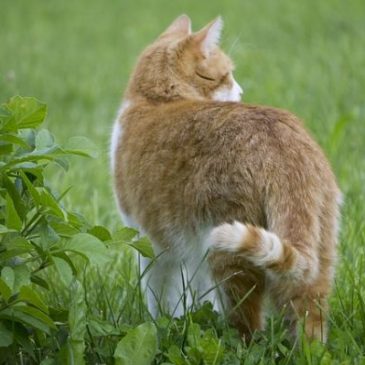 Comment éviter les chats dans les jardins ?