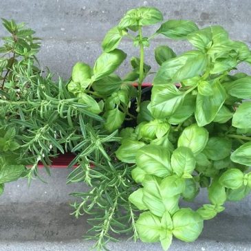 Les plantes qui éloignent les moustiques