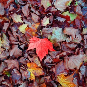 Wanted :  feuilles mortes s&rsquo;il vous plait !