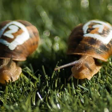 Défi n°2 : La course des escargots
