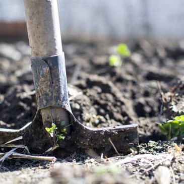 Que faire en octobre au jardin ?