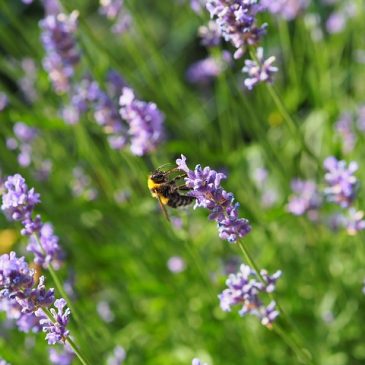 Venez découvrir les plantes aromatiques