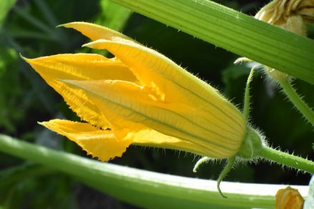 Il faut chaud, pensez à arroser votre jardin.