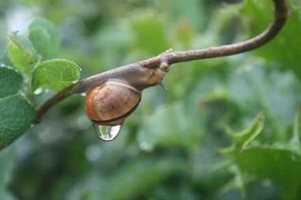 Il pleut…Il mouille c&rsquo;est la fête à…l&rsquo;escargot !