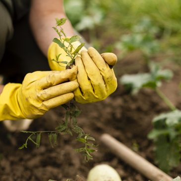 Que faire en Novembre au jardin ?