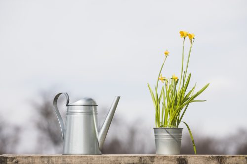 En Mai, des plantes pour les insectes estivaux