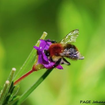 Mars, des plantes pour les insectes !