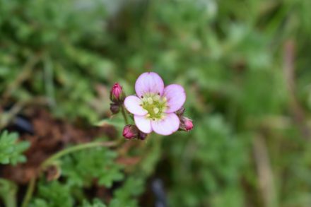 Que faire au jardin en Avril ?