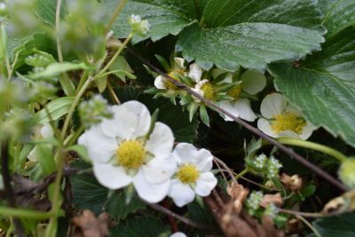 Que faire au jardin en mai ?