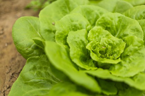 Que faire au jardin en Juin ?