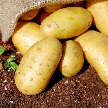 Plantez des patates !