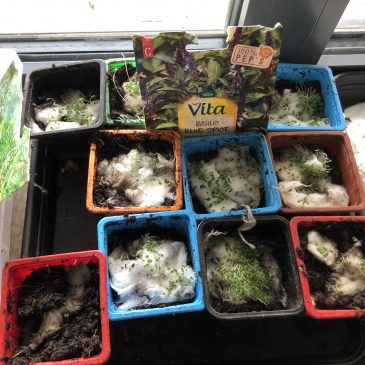 Début du projet Jardin et nature