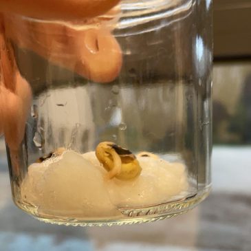 « Haricots au Claé Maïlhos » avec les CE1-CE2 et CM1-CM2