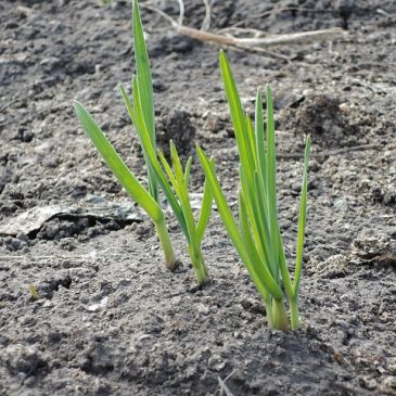 Que faire en novembre au jardin ?