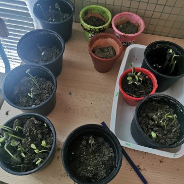 Plantation de graines de petits pois