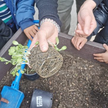 Evolution de nos plants de Tournesol