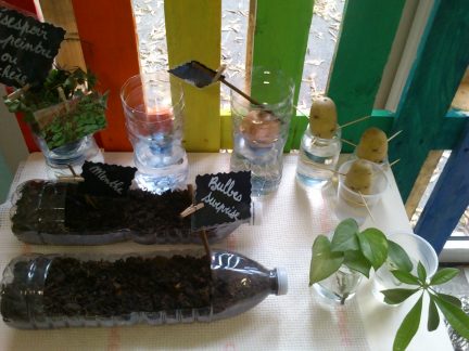 Que faire au jardin en mars ?